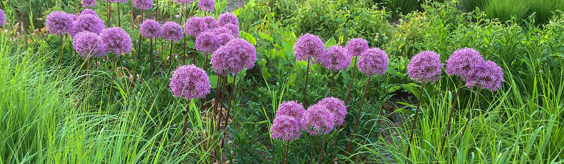 Mitglied werden - JSGBO - JardinSuisse Berner Oberland und Oberwallis - Gärt